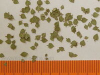 Linden - Green Leaves