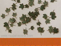Maple - Green Leaves